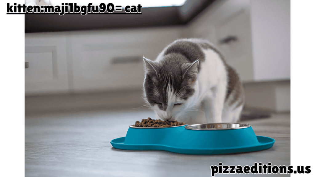kitten:maji1bgfu90= cat
